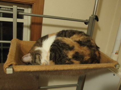20131120home02_miiko.jpg