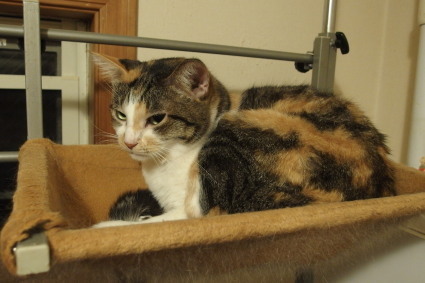 20131120home03_miiko.jpg