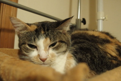 20131120home04_miiko.jpg