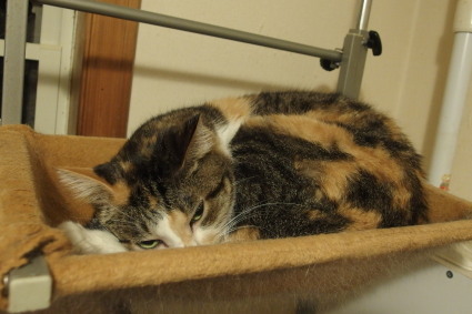 20131120home05_miiko.jpg