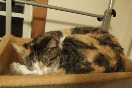 20131120home06_miiko.jpg