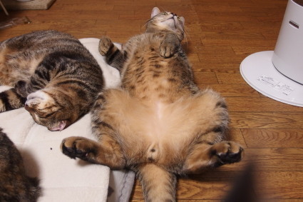 20131124home02_fuku.jpg