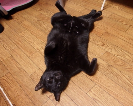 20131126home01_kuro.jpg