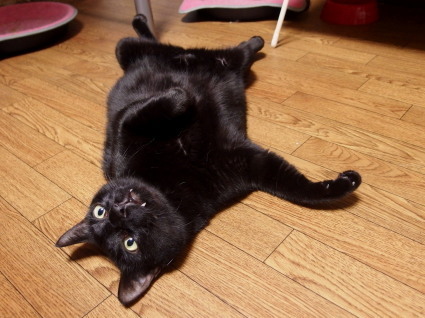 20131126home02_kuro.jpg
