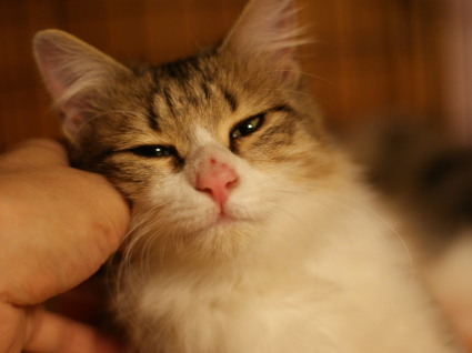 20140122mimi03.jpg
