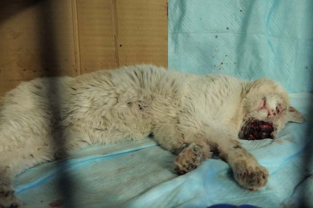 20140329shiro01.jpg