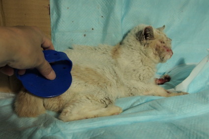 20140330shiro01.jpg
