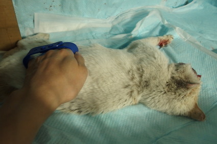 20140330shiro03.jpg