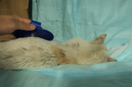 20140330shiro04.jpg