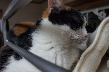 20140406choko01.jpg