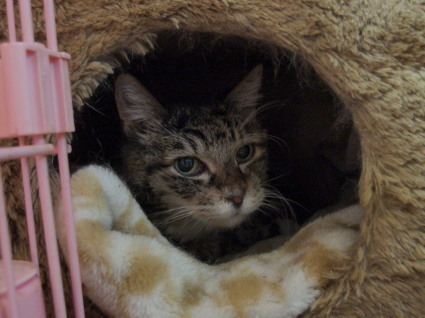 20140406ururu01.jpg