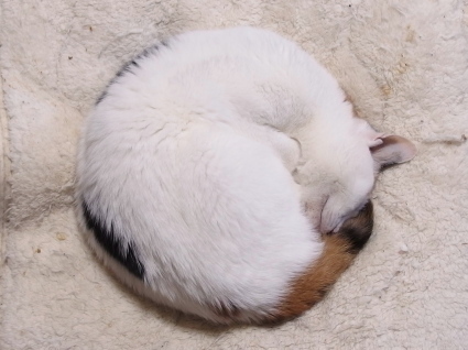 20140420mika02.jpg