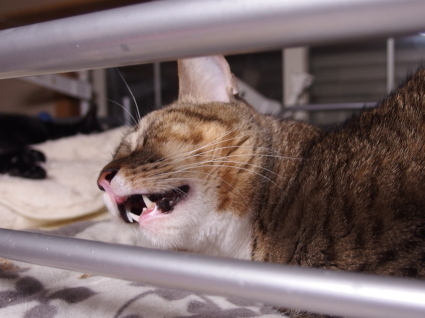20140427kii01.jpg