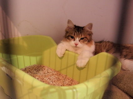 20140427mimi01.jpg