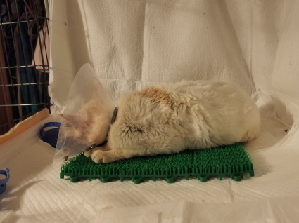20140428shiro02.jpg