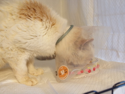 20140428shiro05.jpg