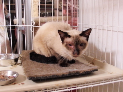 20140503milk01.jpg