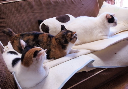 20140511home01.jpg