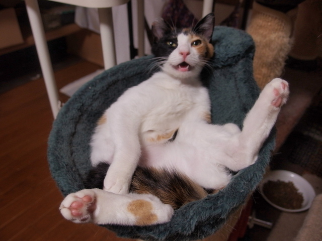 20140517mikeyo01.jpg
