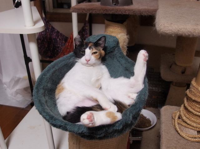 20140517mikeyo04.jpg