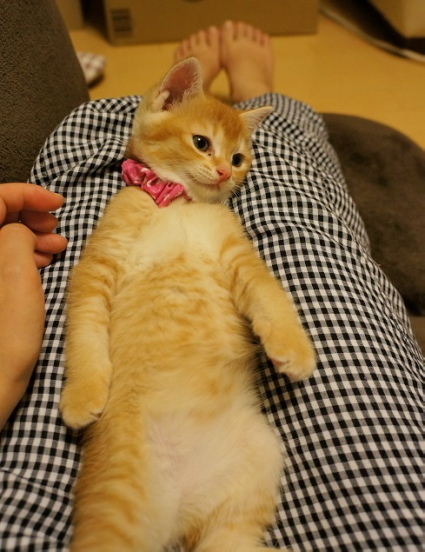 20140522mikan01.jpg