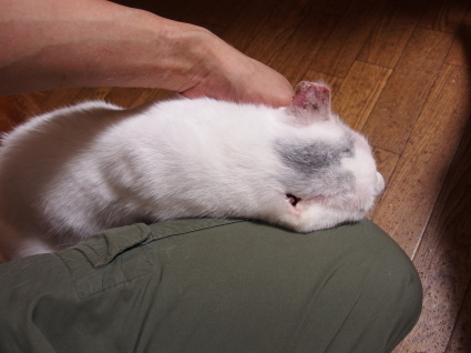 20140528ginn01.jpg