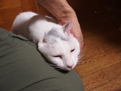 20140528ginn02.jpg