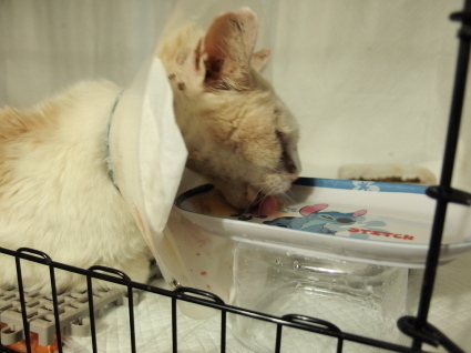 20140528shiro01.jpg