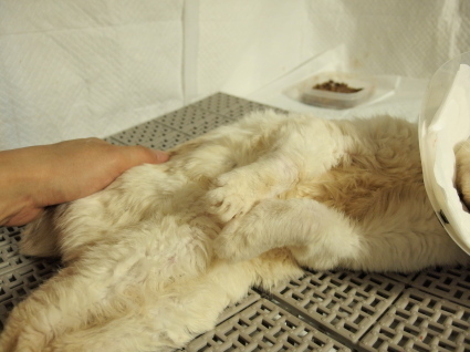20140528shiro02.jpg