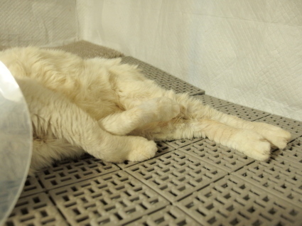 20140528shiro03.jpg