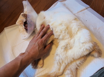 20140531shiro01.jpg