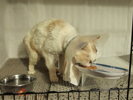 20140531shiro03.jpg