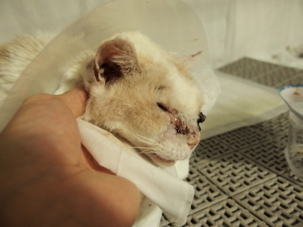 20140531shiro04.jpg