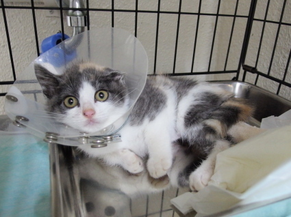 20140628nagi01.jpg