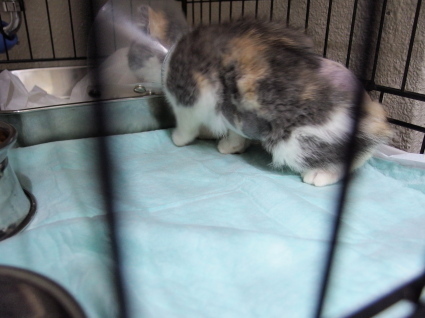 20140628nagi02.jpg