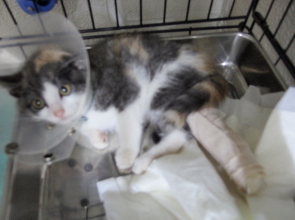 20140628nagi04.jpg