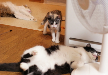 20140727nagi01.jpg