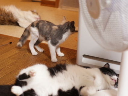 20140727nagi04.jpg