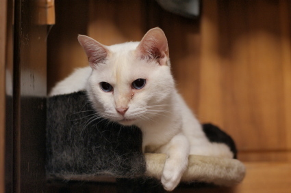 20140727yuki01.jpg