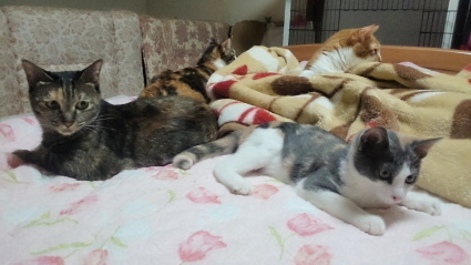 20140815nagi01.jpg