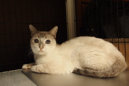 20140816cham01.jpg