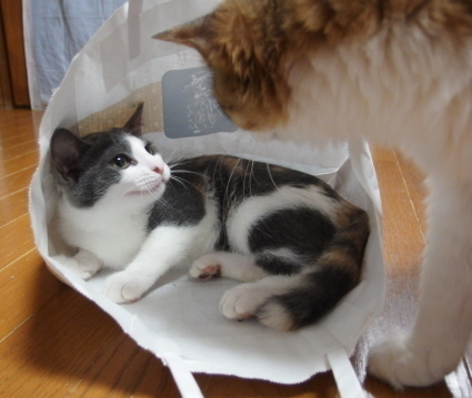 20140817nagi02.jpg