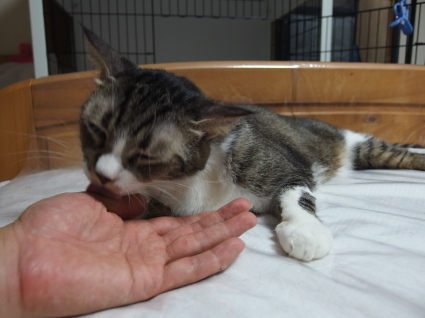 20140825so-ma03.jpg