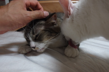 20140825so-ma04.jpg