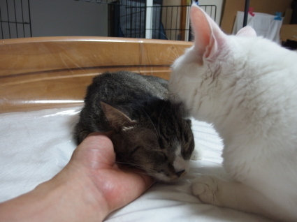 20140825so-ma05.jpg