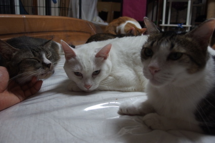 20140825so-ma06.jpg