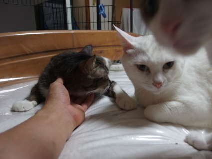 20140825so-ma07.jpg
