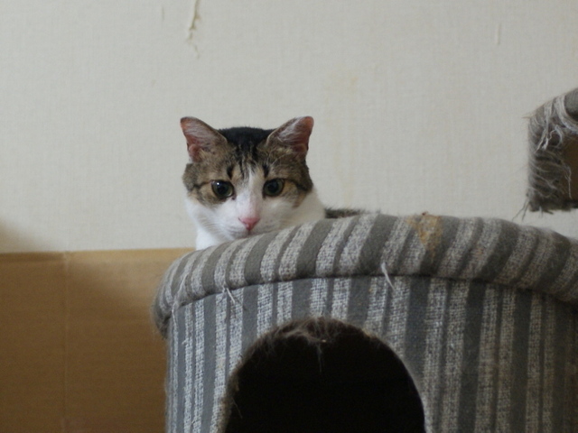 20140904ryuu01.jpg