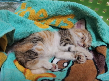20140910home07.jpg