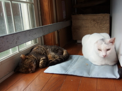 20140913jiiji01.jpg